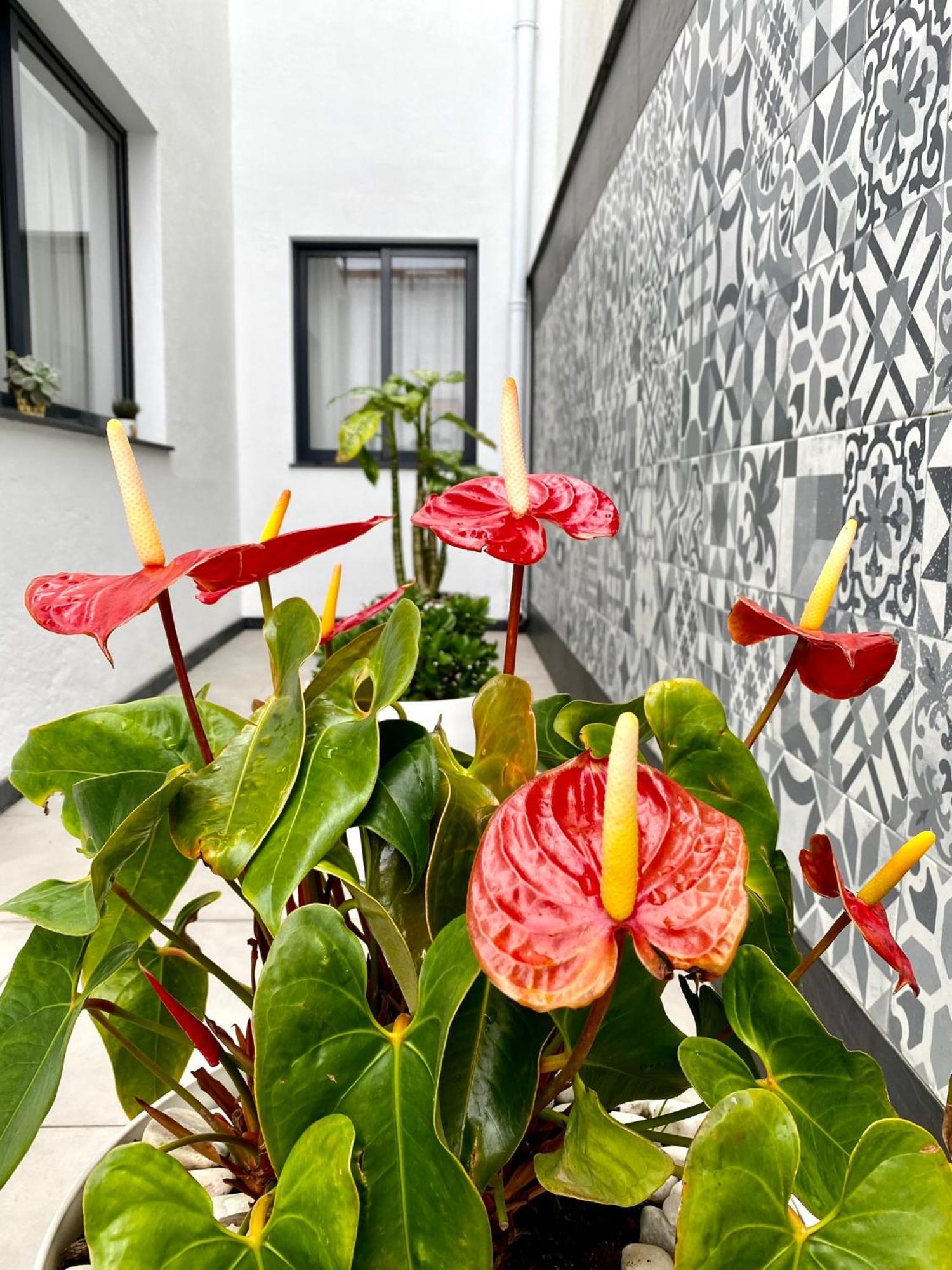Iris House Al Azores ปอนตาเดลกาดา ภายนอก รูปภาพ